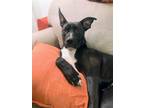 Adopt Santiago a Black - with White Dogo Argentino / American Pit Bull Terrier /