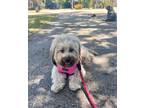 Adopt Blossom a Tan/Yellow/Fawn Havanese / Mixed dog in Lauderhill