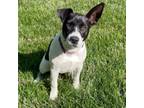 Adopt Zara a Black - with White American Staffordshire Terrier / American Pit