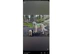 Adopt Cudi a White Great Pyrenees / Akbash / Mixed dog in Denver, CO (41359083)