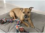 Adopt Frank a Tan/Yellow/Fawn - with White Mountain Cur / Shepherd (Unknown