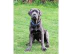 Adopt Maximus a Gray/Blue/Silver/Salt & Pepper Mastiff / Mixed dog in Spring