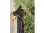 Adopt Bo a Red/Golden/Orange/Chestnut Retriever (Unknown Type) / Black Mouth Cur