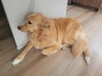 Adopt Marley a Tan/Yellow/Fawn - with White Australian Shepherd / Collie / Mixed