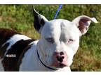 Adopt Cosmo a White - with Tan, Yellow or Fawn Pit Bull Terrier / Mixed dog in