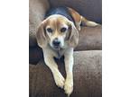 Adopt Raylee a Tricolor (Tan/Brown & Black & White) Beagle / Mixed dog in Las