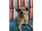 Adopt Elara a Terrier (Unknown Type, Medium) / Dachshund / Mixed dog in