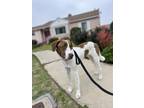 Adopt Buddy a Brown/Chocolate - with White Pointer / Mixed dog in Los Angeles