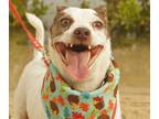 Adopt Lucky a White - with Brown or Chocolate Jack Russell Terrier / Mutt /