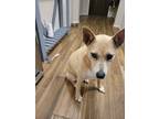 Adopt Petra a Tan/Yellow/Fawn Husky / Carolina Dog / Mixed dog in Denton