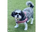 Adopt Marnie a Gray/Silver/Salt & Pepper - with White Shih Tzu / Tibetan Terrier