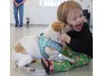 Adopt Boudin a White - with Tan, Yellow or Fawn Toy Fox Terrier / Terrier