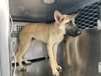 Adopt Frederick a Tan/Yellow/Fawn Belgian Malinois / Mixed Breed (Medium) /
