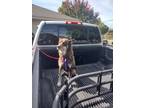 Adopt MAWI a Brown/Chocolate - with White Alaskan Malamute / German Shepherd Dog