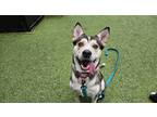 Adopt Dewey a Brown/Chocolate Alaskan Klee Kai / Mixed Breed (Medium) / Mixed