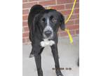 Adopt Sue a Black - with White Labrador Retriever / Border Collie / Mixed dog in