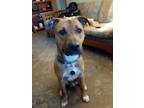 Adopt Scooby Doo a Brown/Chocolate Boxer / American Pit Bull Terrier / Mixed dog