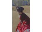 Adopt Colby Jack a Black - with White Mutt / Mixed dog in Colorado Springs