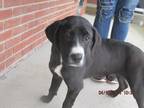 Adopt McGraw a Black - with White Labrador Retriever / Border Collie / Mixed dog