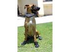 Adopt Brownie a Brown/Chocolate Boxer / Shepherd (Unknown Type) / Mixed dog in