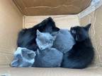 Adopt We Have Kittens a All Black American Shorthair (short coat) cat in