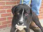 Adopt Hank Jr a Black - with White Labrador Retriever / Border Collie / Mixed