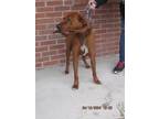 Adopt Red a Red/Golden/Orange/Chestnut Redbone Coonhound / Mixed dog in