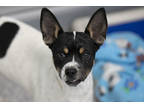 Adopt Snubby a White Rat Terrier / Mixed (short coat) dog in Colorado Springs