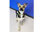 Adopt Nova a Black German Shepherd Dog / Mixed Breed (Medium) / Mixed (short