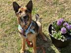 Adopt Juno a Black - with Brown, Red, Golden, Orange or Chestnut German Shepherd