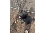 Adopt River a Black Mixed Breed (Small) / Mixed Breed (Medium) / Mixed (short