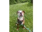 Adopt Arrow a Brindle American Pit Bull Terrier / Mixed Breed (Medium) / Mixed
