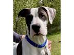 Adopt Bandit a White American Pit Bull Terrier / Mixed Breed (Medium) / Mixed