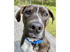 Adopt Hoolie a White American Pit Bull Terrier / Mixed Breed (Medium) / Mixed