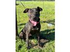 Adopt Lassie a Black - with White American Staffordshire Terrier / Mixed dog in
