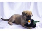 Adopt Valkyrie a Tan/Yellow/Fawn - with Black German Shepherd Dog / Chow Chow /