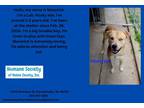 Adopt Maverick a Husky / Mixed Breed (Medium) / Mixed dog in Kendallville