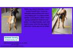 Adopt Bonnie a Boxer / Mixed dog in Kendallville, IN (41358219)