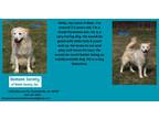 Adopt Bear a Great Pyrenees / Mixed dog in Kendallville, IN (41358218)