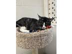 Adopt Cath a All Black Domestic Mediumhair / Mixed Breed (Medium) / Mixed (short