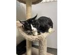 Adopt Tairn a All Black Domestic Mediumhair / Mixed Breed (Medium) / Mixed