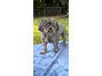 Adopt Edward a Shih Tzu / Mixed dog in Davie, FL (40917456)