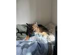 Adopt Bailey a Tricolor (Tan/Brown & Black & White) Australian Shepherd / German