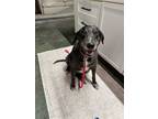 Adopt Vienna a Black - with Gray or Silver Australian Cattle Dog / Mixed dog in