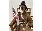 Adopt Pastel a Brindle Terrier (Unknown Type, Medium) / Poodle (Miniature) /