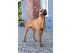 Adopt Dak a Rhodesian Ridgeback / Mixed dog in Denton, TX (40809786)
