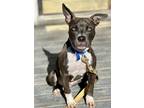 Adopt Porter a Pit Bull Terrier / Mixed dog in Denton, TX (40999956)