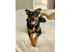 Adopt Beaux a Shepherd (Unknown Type) / Rottweiler / Mixed dog in Denton