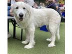 Adopt Luna a Great Pyrenees / Mixed dog in Denton, TX (41357886)