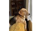 Adopt Arley a Black - with Tan, Yellow or Fawn Mutt / Mixed dog in Cincinnati